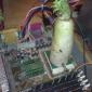 vegtable heatsink