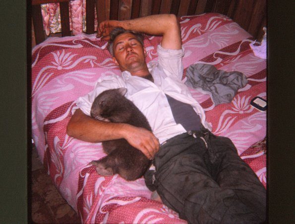 wallabie-asleep
