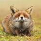 warm_fox