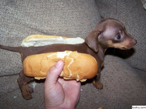 weinerdog