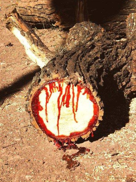 bloodwood-tree