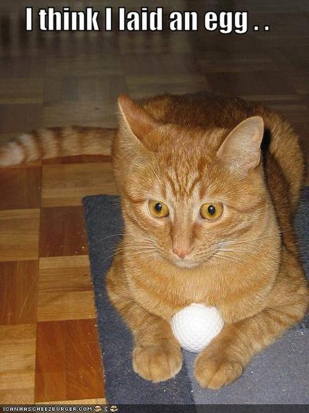 your-cat-accidentally-laid-an-egg