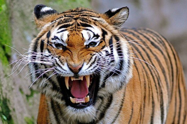 taming-the-tiger-within