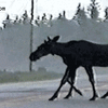8-legged-moose