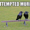 Attempted-Murder