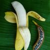 Domestication_of_the_banana