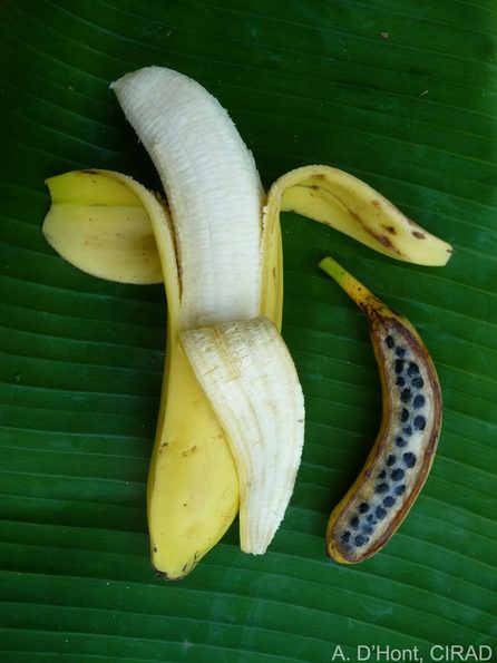 Domestication_of_the_banana