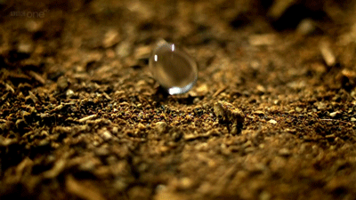 Petrichor-smell-of-rain
