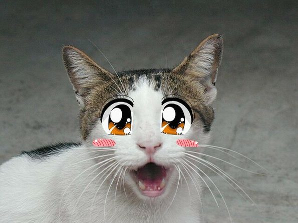 anime-cat