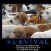 art-of-survival
