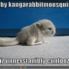 baby-kangarabbitmousquirrel