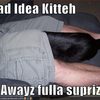 bad-idea-cat-is-always-full-of-surprises