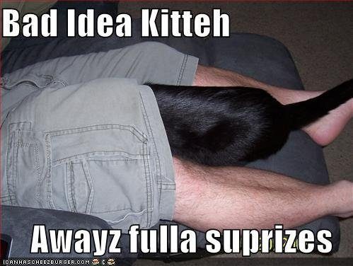 bad-idea-cat-is-always-full-of-surprises
