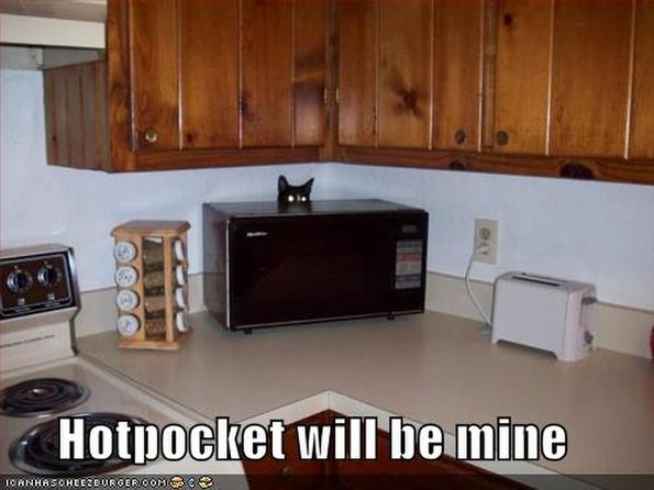 basement-cat-wants-your-hotpocket