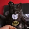 batman-cat