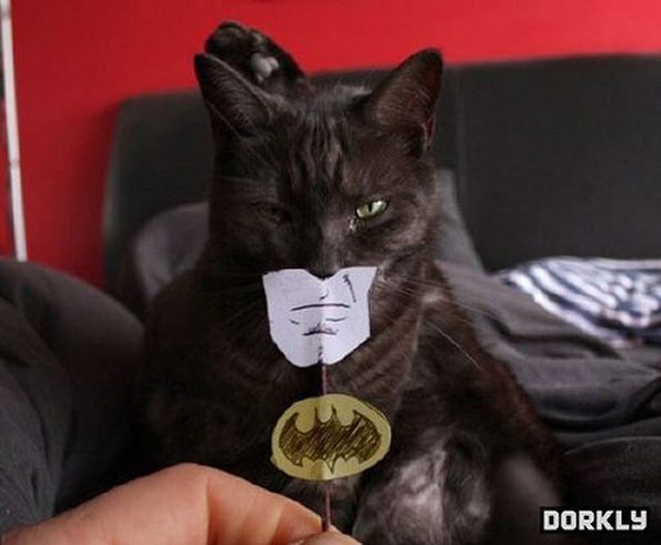 batman-cat