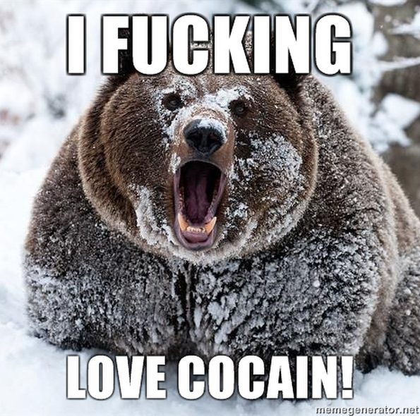 bear-loves-cocaine