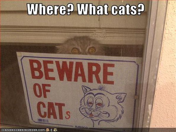 beware-of-cats