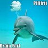 brain-fart-dolphin