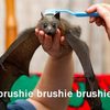 brushie-bat