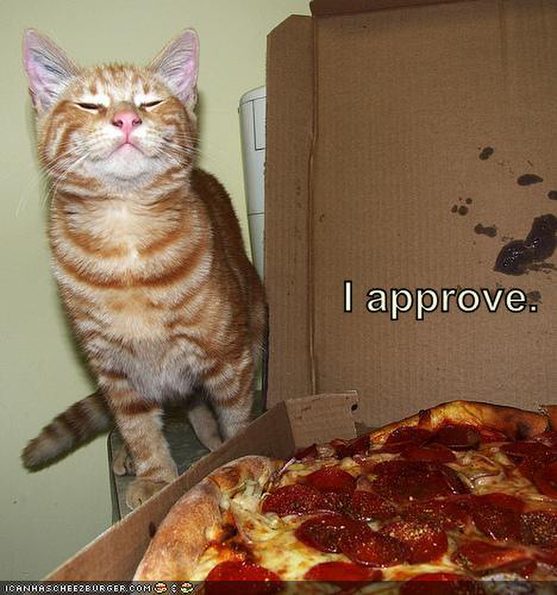 cat-approves