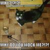 cat-asks-why-you-are-mocking-him