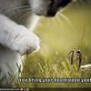 cat-battles-preying-mantis