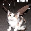 cat-has-antennae