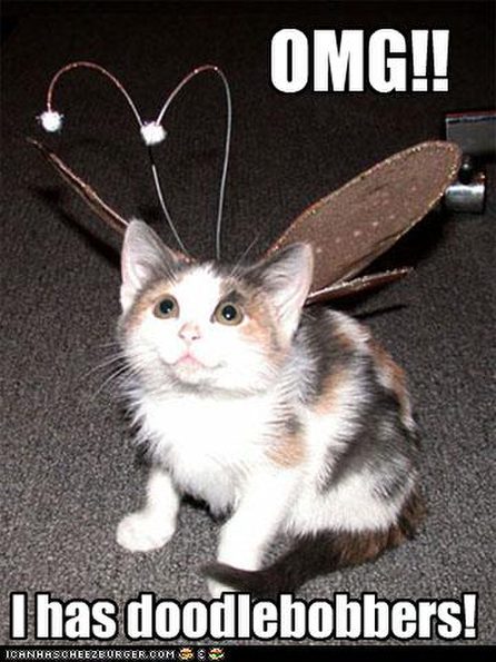 cat-has-antennae