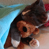 cat-hugs-teddy-bear