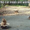 cat-traps-are-working