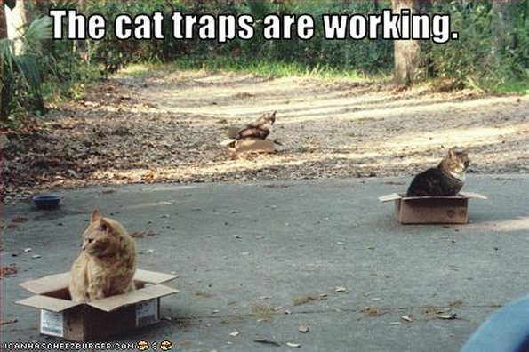 cat-traps-are-working