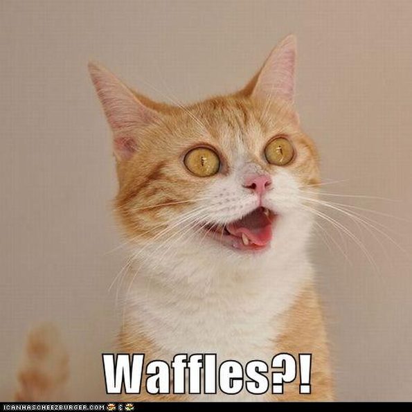 cat-waffles