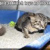 cat-will-not-eat-toys-anymore
