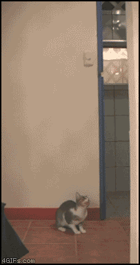 catcatchesbat
