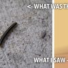 caterpillar-saw-as-goauld