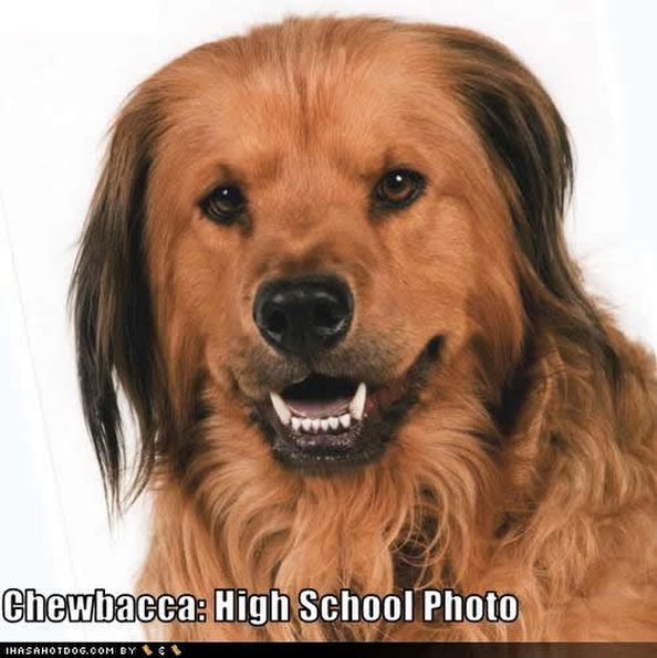 chewbacca-high-school