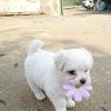 cute-puppy-bringed-flwur