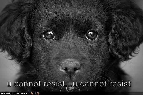 cute-puppy-cannot-resist