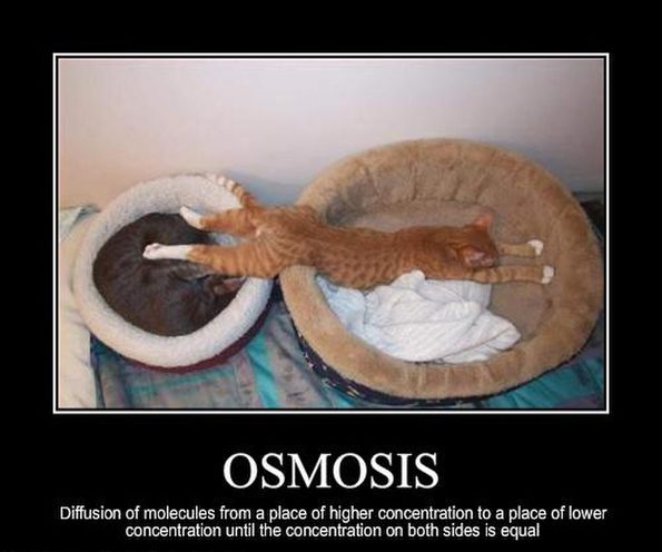 demotivational-osmosis