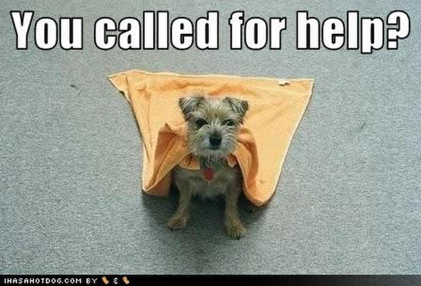 dog-called-help