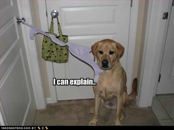 dog-can-explain