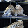 dog-leopard-friends