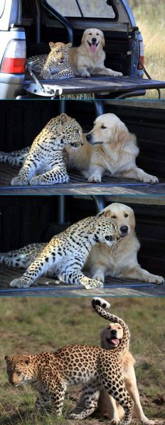 dog-leopard-friends