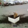 dog_dig_fail