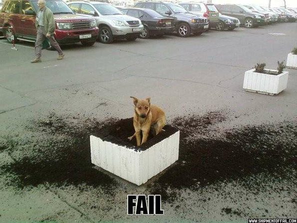 dog_dig_fail