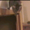 door-climbing-cat