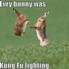 evry-bunny-was-kung-fu-fighting