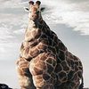 fat_giraffe