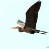 flying_heron